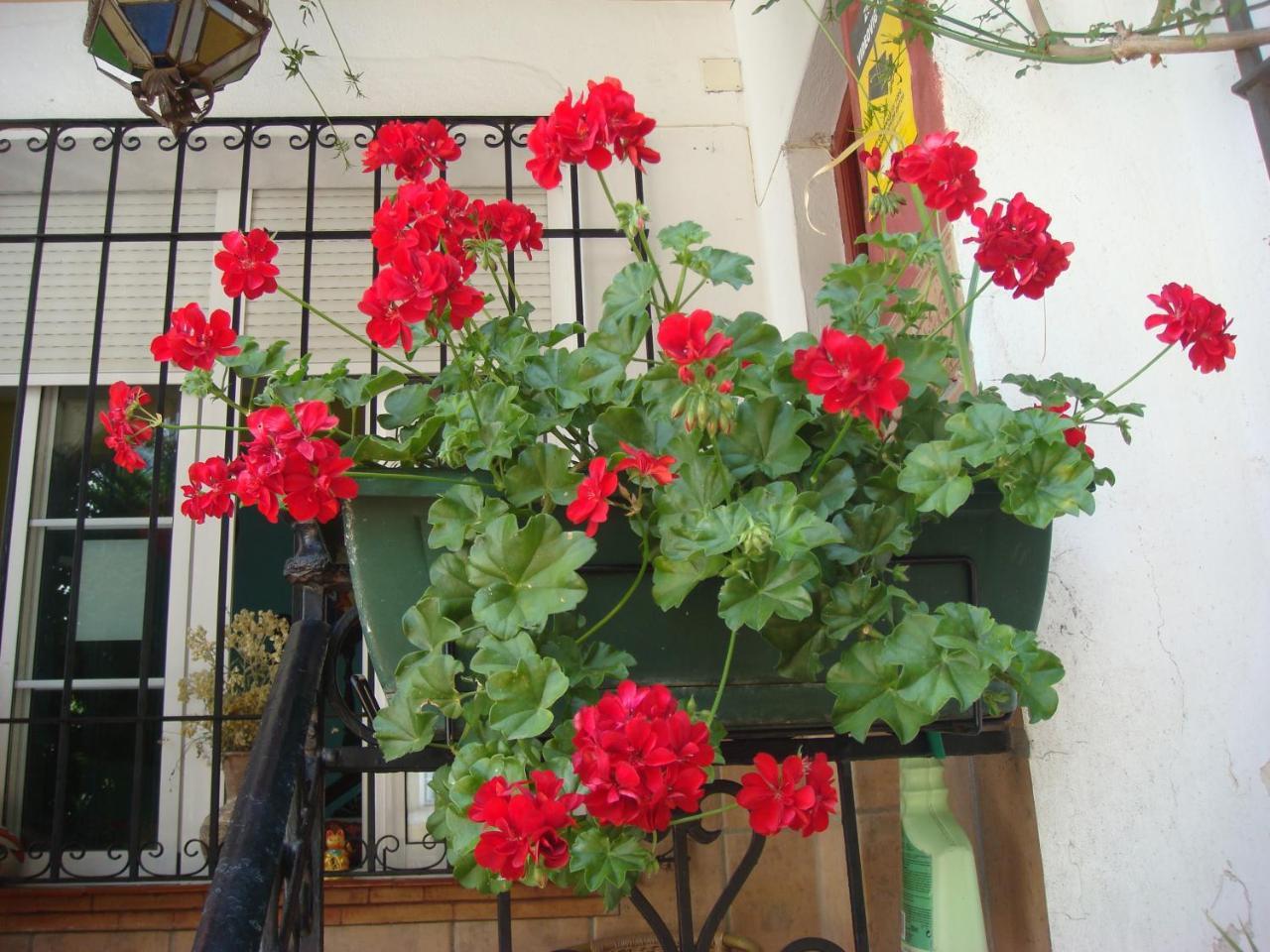 Casa Babylon Backpakers Hostel Malaga Exterior photo