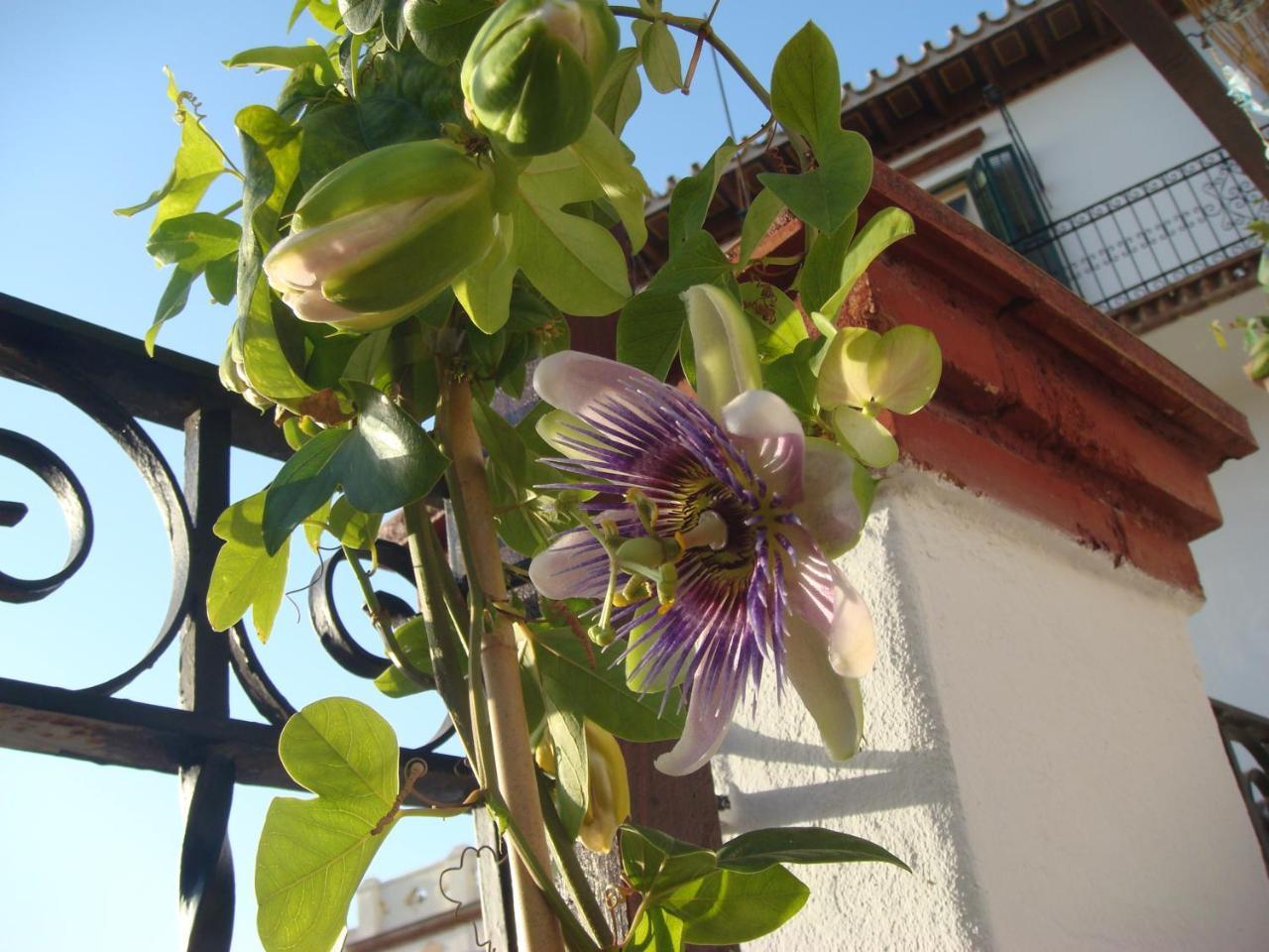 Casa Babylon Backpakers Hostel Malaga Exterior photo